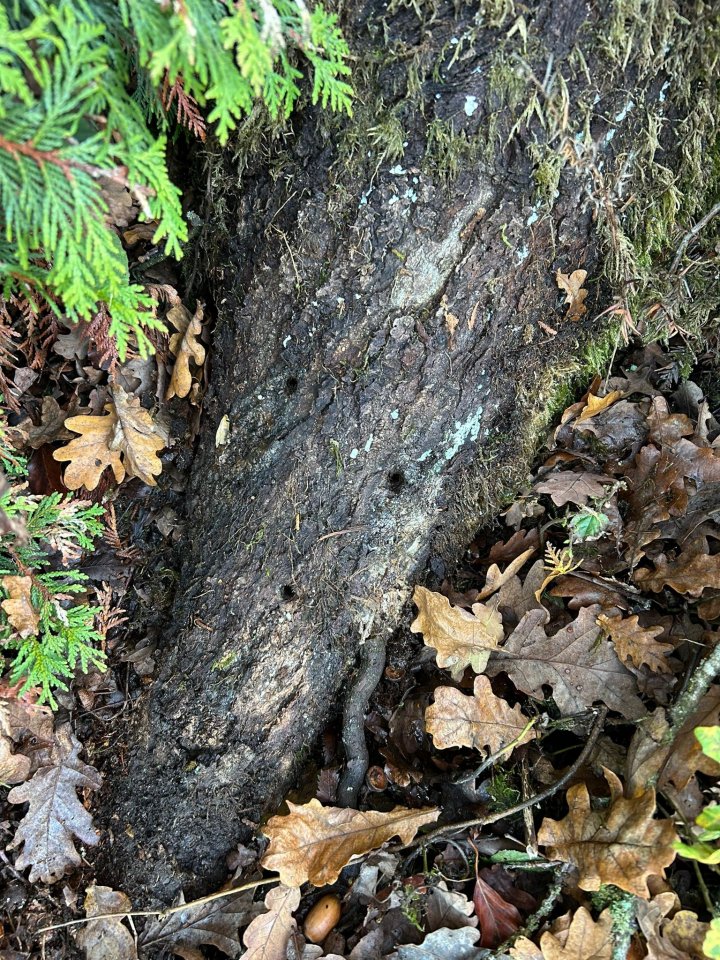 Im unteren Bereich des Baumes wurden mehrere Bohrlöcher entdeckt.