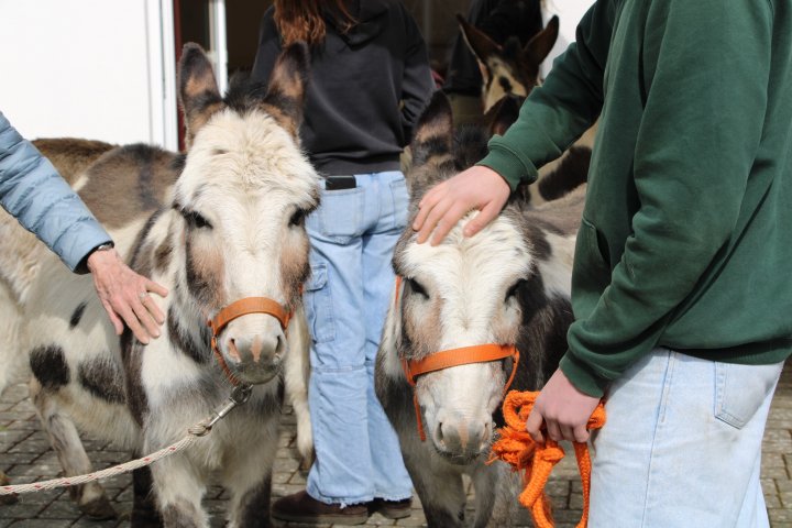 Das GFO Zentrum Rothemühle hat sich jetzt über tierischen Besuch gefreut: Familie Preuß aus Ottfingen kam mit ihren fünf Eseln vorbei.
