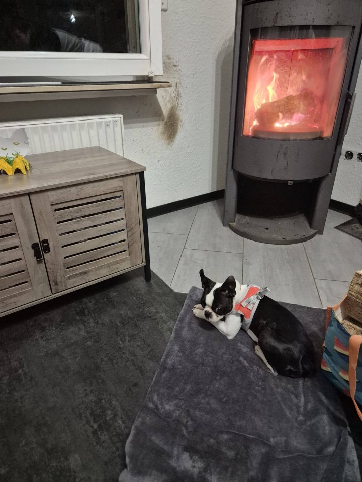 Die ausgesetzte Boston-Terrier-Hündin, die inzwischen Rosi heißt, hat ein neues Zuhause gefunden.