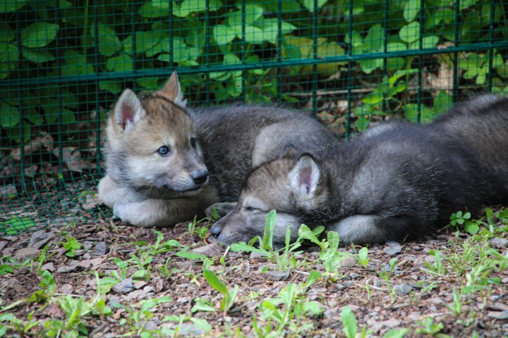 Nach dem überraschenden Tod von Wolfsmutter Finja müssen die Wolfswelpen im Panorama Park mit menschlicher Hilfe großgezogen werden.