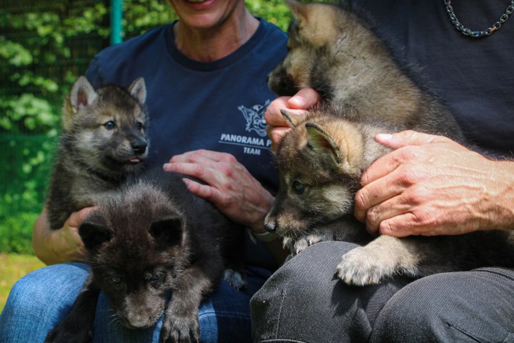 Nach dem überraschenden Tod von Wolfsmutter Finja müssen die Wolfswelpen im Panorama Park mit menschlicher Hilfe großgezogen werden.