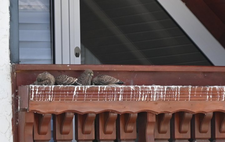In den Blumenkasten eines Balkon in Hülschotten lebt eine Turmfalkenfamilie.