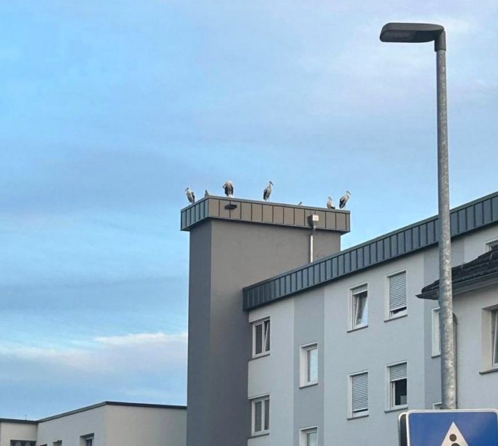 Zahlreiche Weißstörche haben sich in Finnentrop auf ihrer Reise in den Süden gesammelt.
