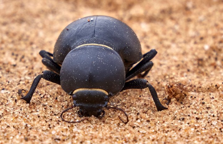 Makroaufnahme Nebeltrinker-Käfer, Tenebrionidae, Onymacris unguicularis (Familie der Schwarzkäfer) in der Namib-Wüste, Namibia.
