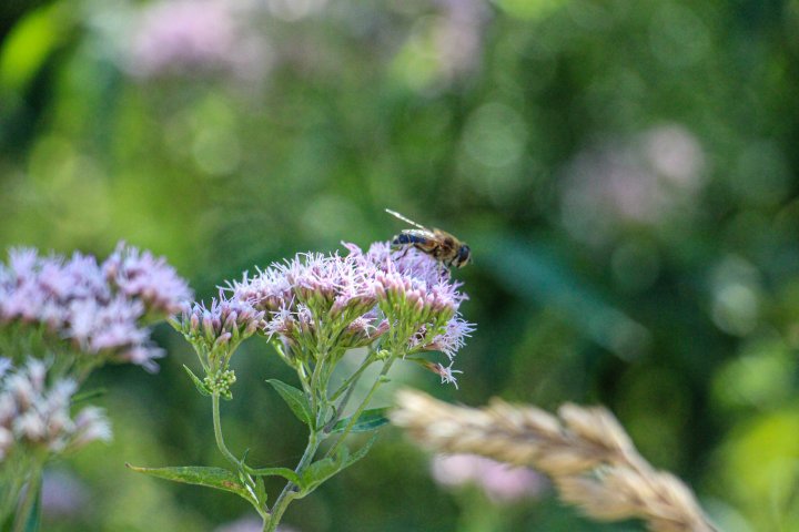 Ein Spaziergang auf dem Waldweg Grenzenlos in Olpe bietet eine Auszeit in der Natur – und ist dazu auch lehrreich und interaktiv.