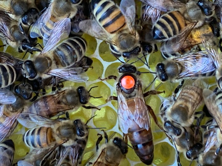 In der Bienen-AG lernen die Grundschüler alles rund um die Biene - und können jetzt stolz ihren ersten eigenen Schul-Honig präsentieren.