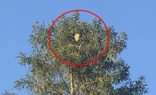 Das Nest in 24 Metern Höhe.
