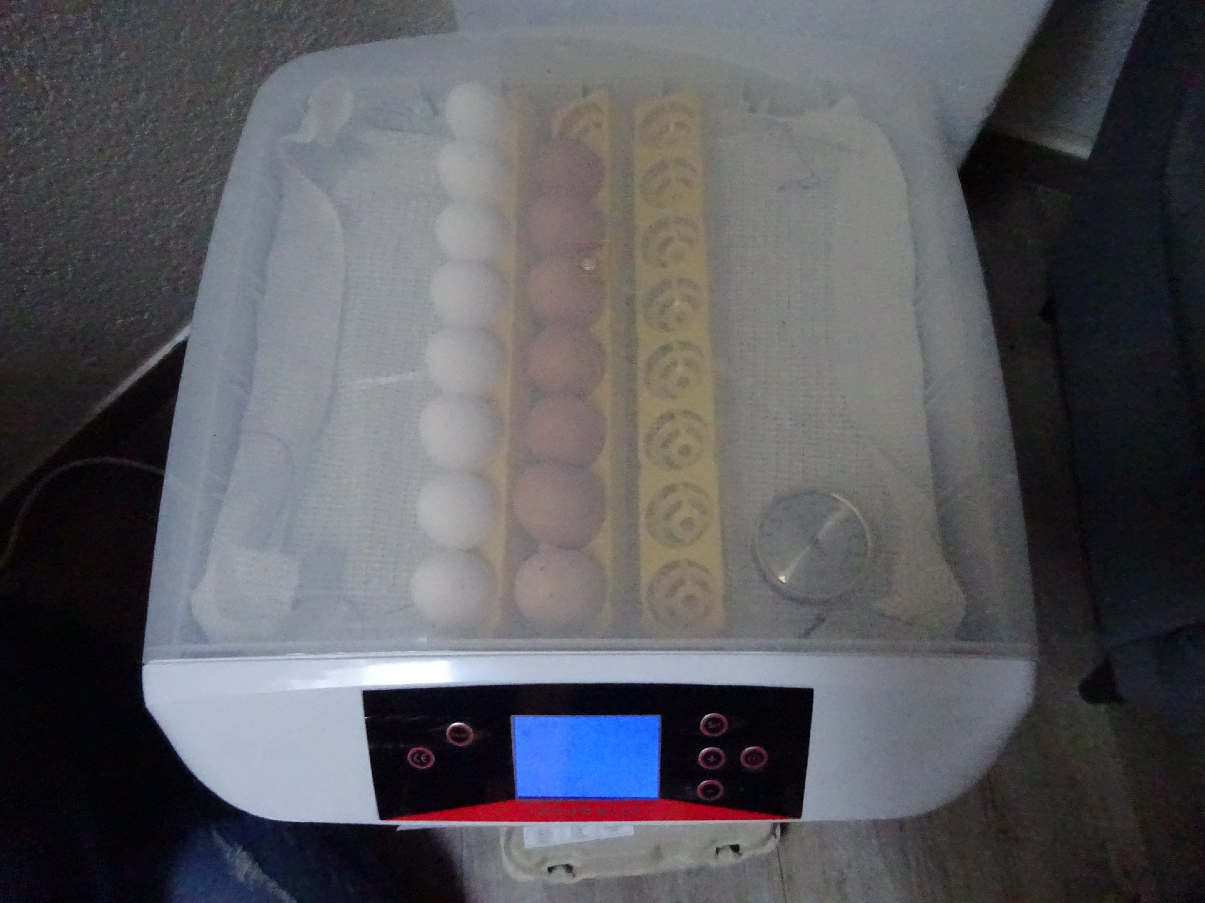 Der zweite Versuch: Kinder und Erzieherinnen hoffen, dass diesmal Küken schlüpfen. von privat