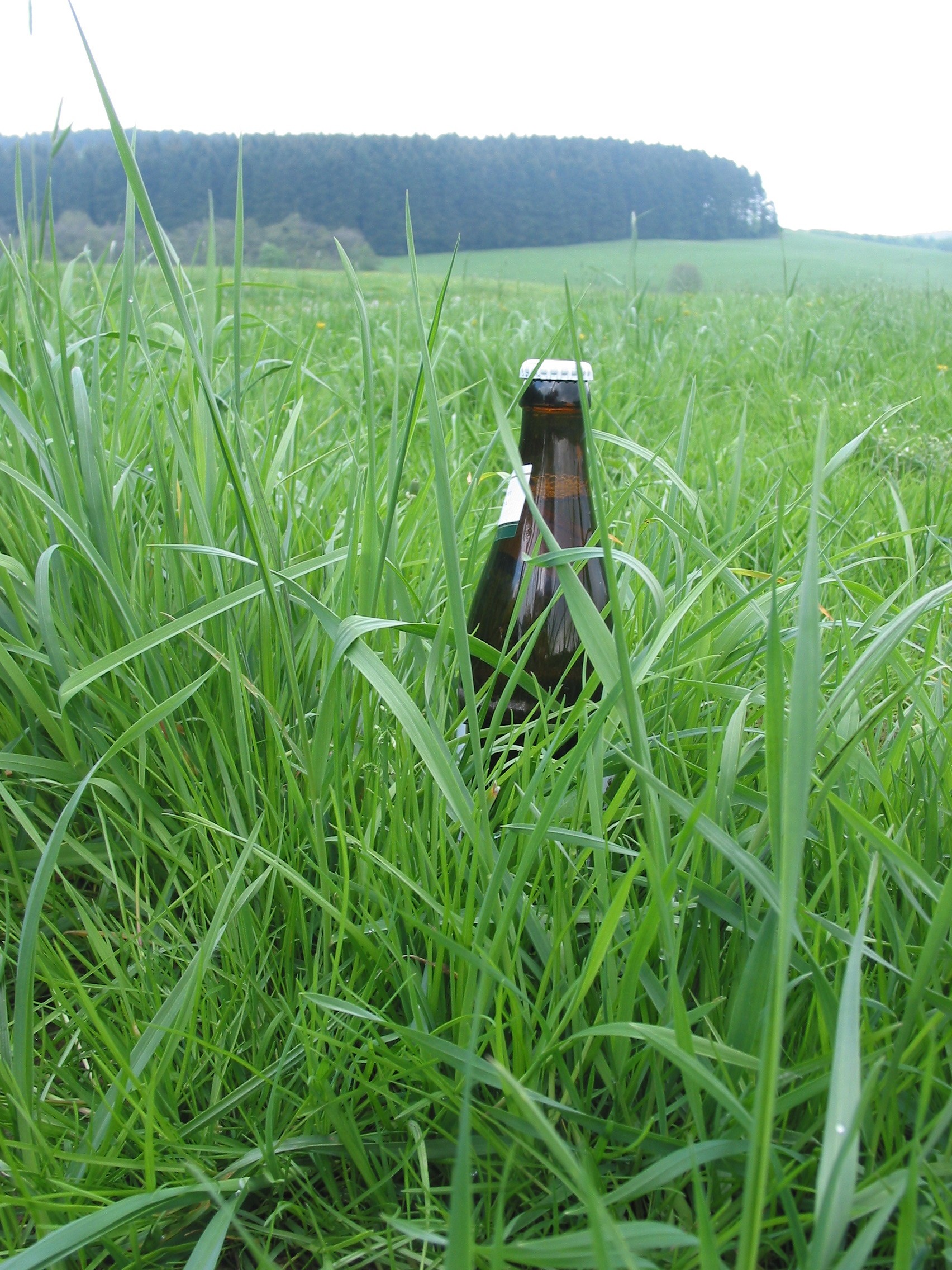 Mancherorts wird gesagt, das Gras müsse „Bierflaschenhöhe“ erreicht haben. von WLV