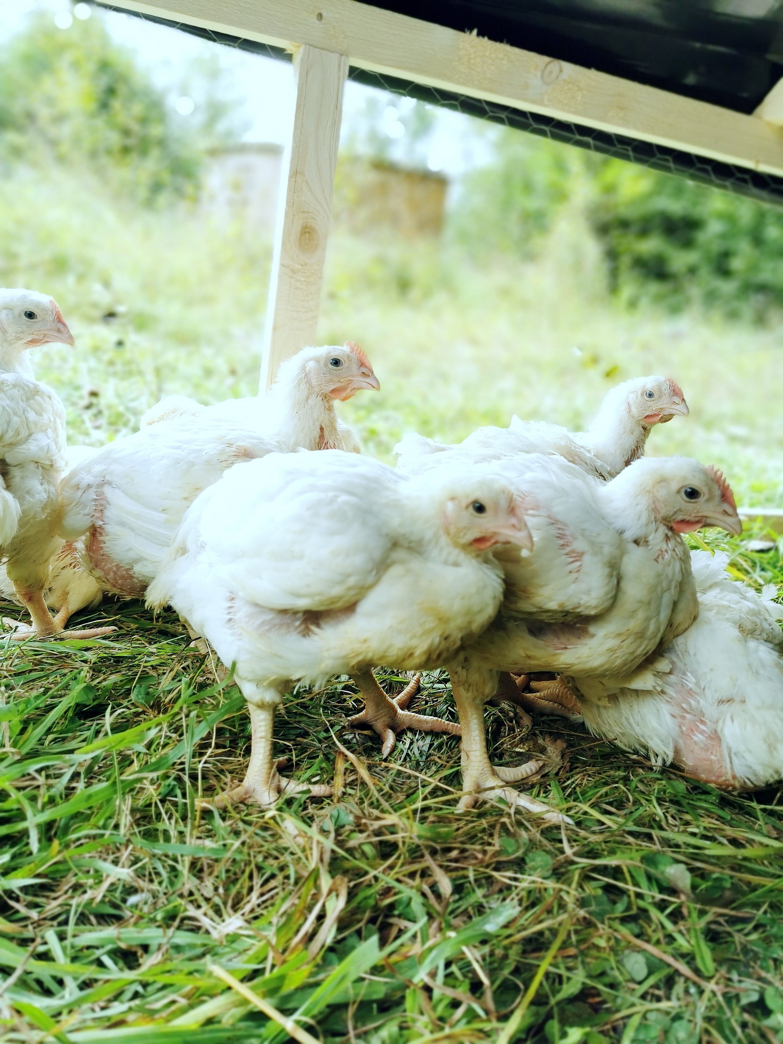 Mehr als 50 dieser Hühner hat ein Unbekannter in Würdinghausen getötet. von privat