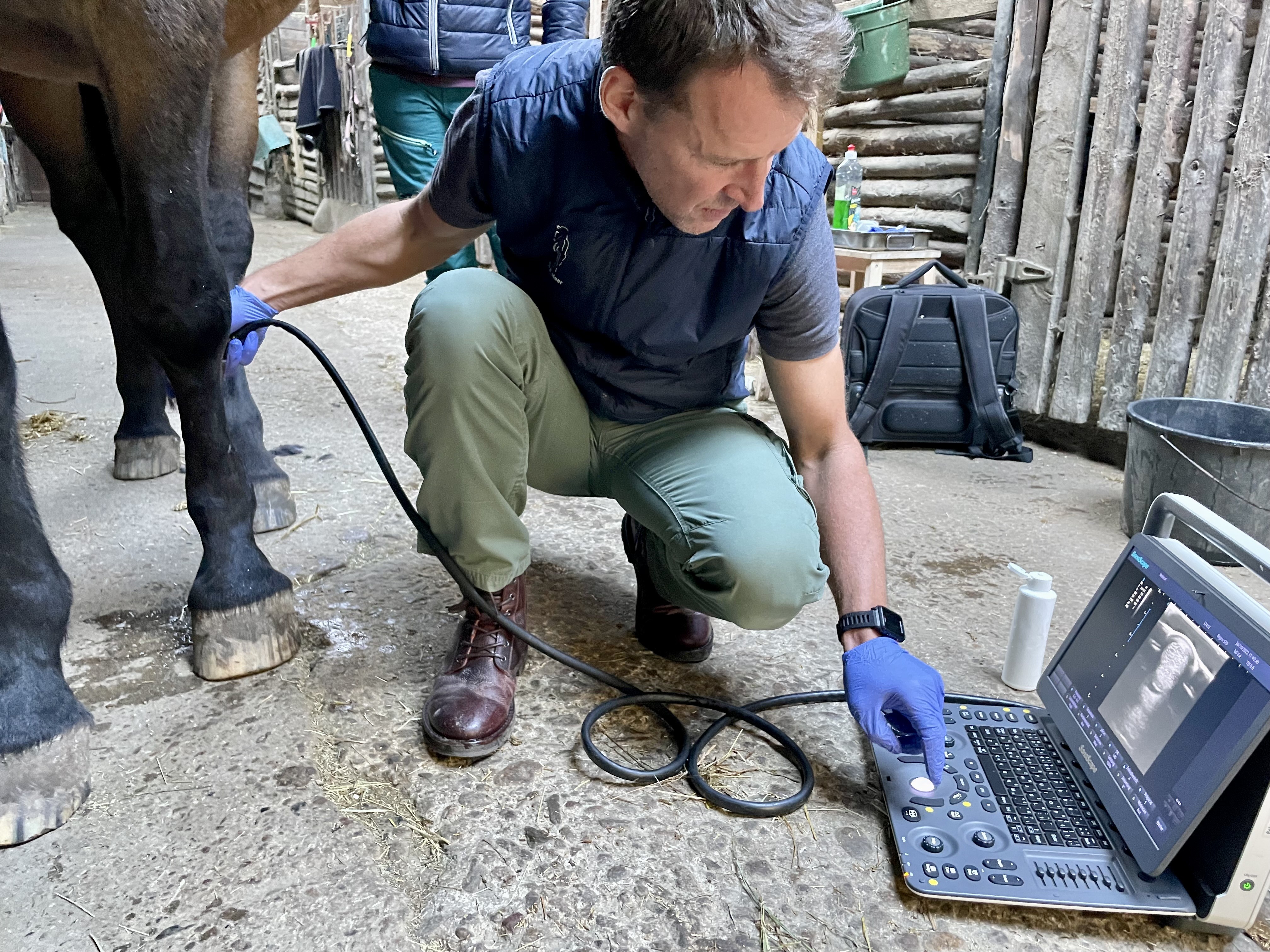 Untersuchung der Pferdesehne mit einem Ultraschallgerät. von privat