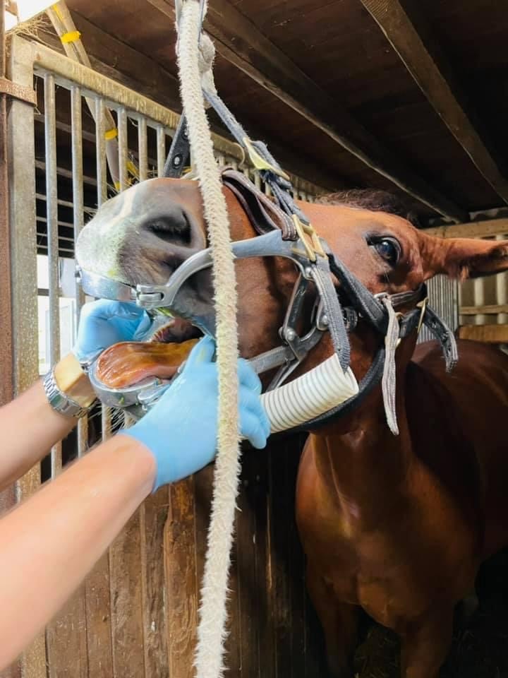 Mit einem Maulgatter hält der Tierarzt das Pferdemaul offen für die Zahnbehandlung. Was brutal aussieht, ist für das Pferd gut aushaltbar. von privat
