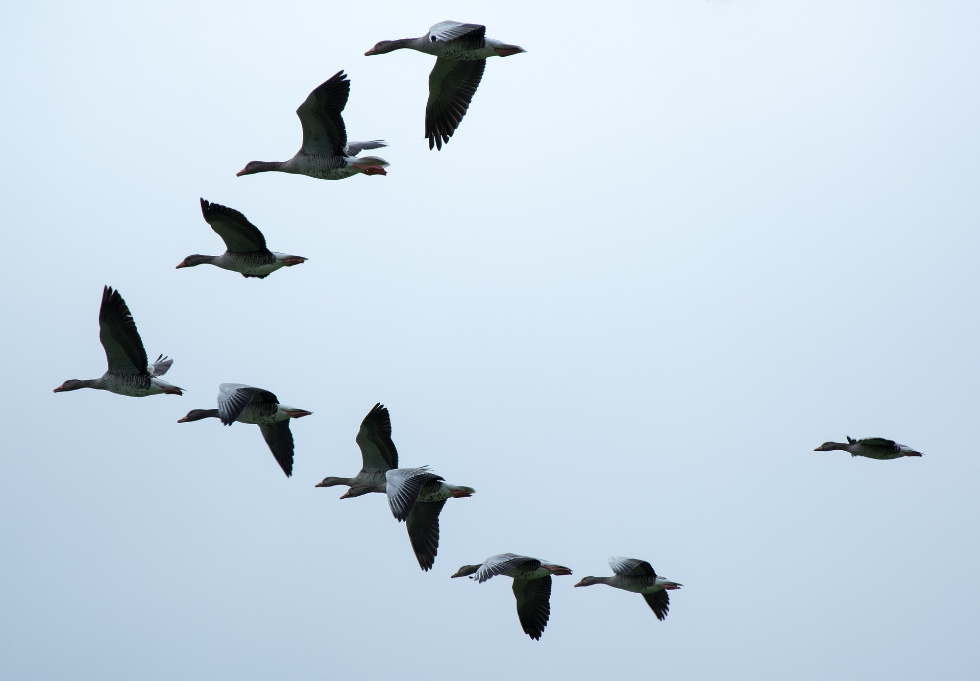Wildgänse haben eine ähnliche Flugformation wie Kraniche. Ihre Flügelenden wirken runder als die der Kraniche, ihre Flügel haben eine geringere Spannbreite und ihre Beine sind kürzer. von Pixabay