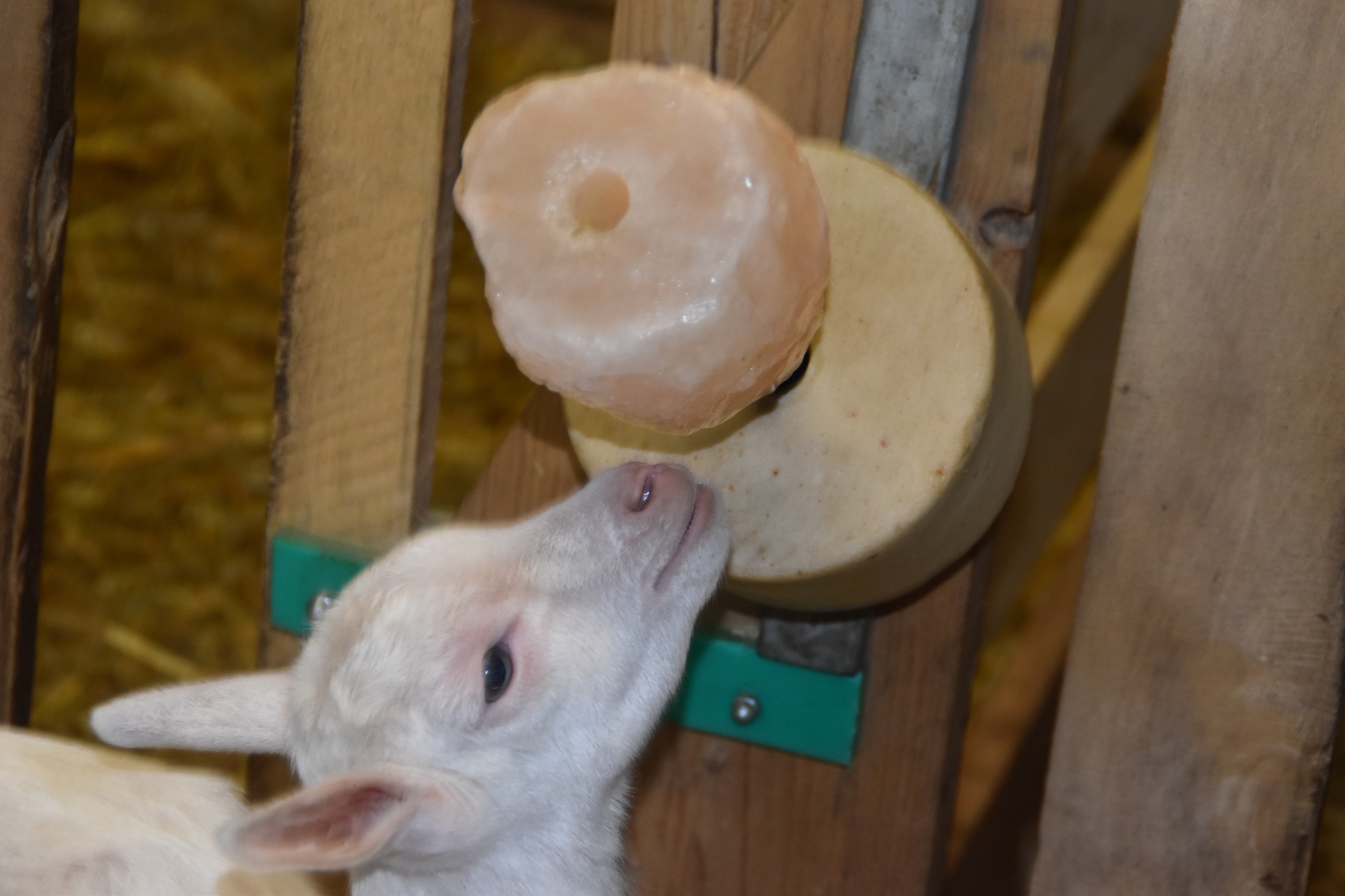 Am Salzstein lecken ist für die kleinen Ziegen ein besonderer Genuss. von Nicole Voss
