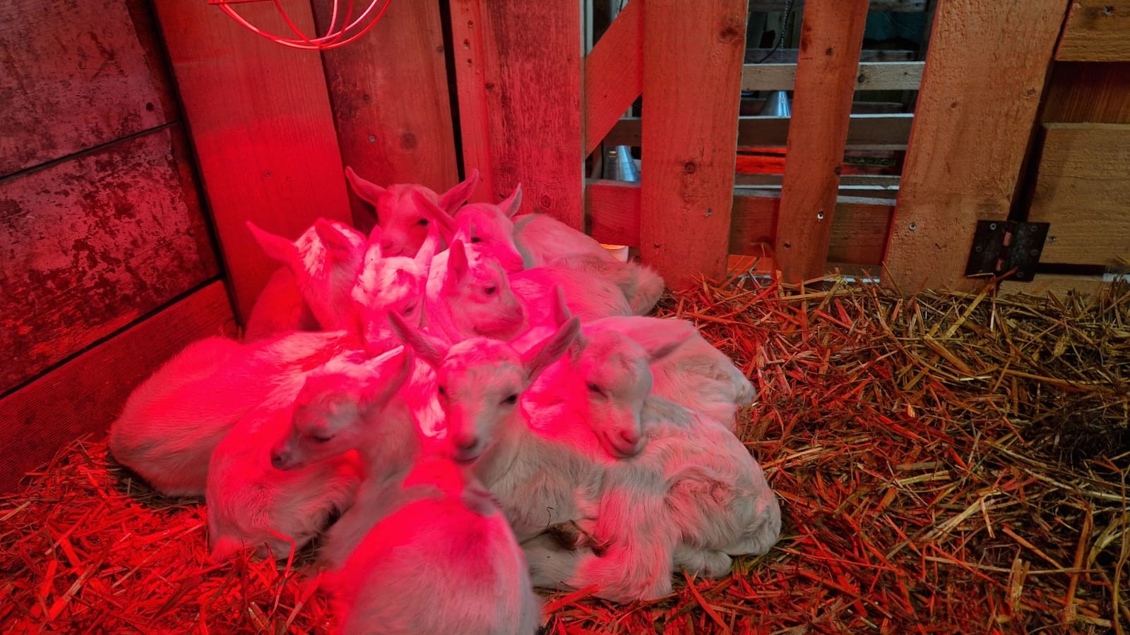 Unter der Wärmelampe geht es dem Nachwuchs gut. von privat