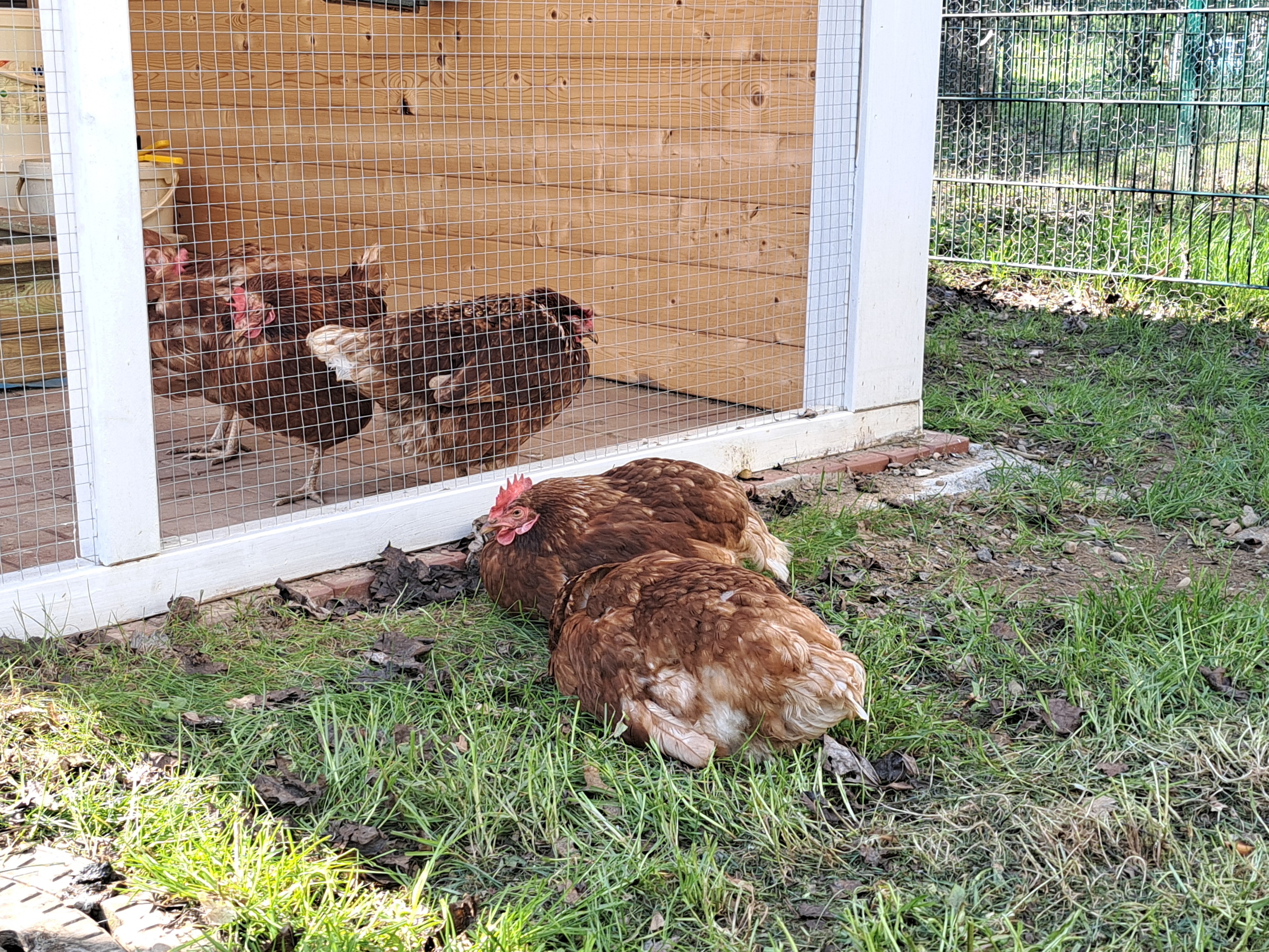 Für die neuen Bewohner wurde ein großes Hühnergehege gebaut. von privat