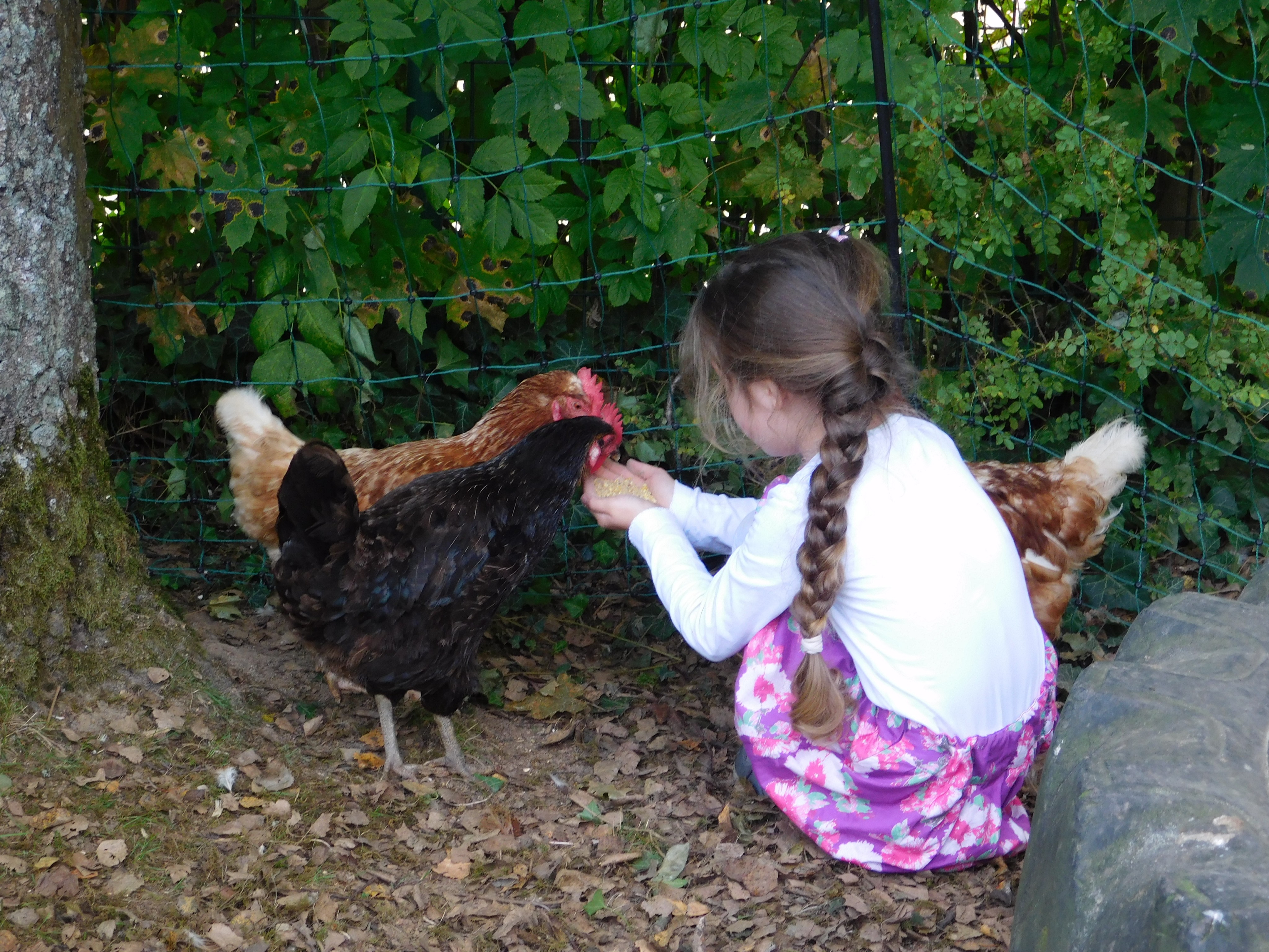 Im Rahmen eines Hühner-Projekts hat sich der Evangelische Martin-Luther-Kindergarten in Attendorn für einige Wochen um fünf Hennen gekümmert. von privat