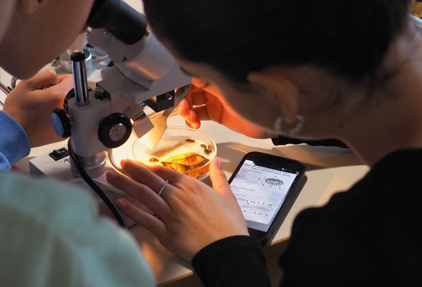 Der Workshop „Experimente mit Asseln“ traf beim MINT-Tag auf großes Interesse. von Kreis Olpe