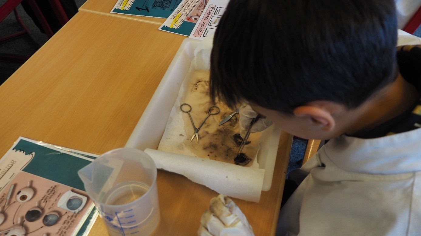 Das Sezieren eines Schweineauges faszinierte die Schülerinnen und Schüler. von Kreis Olpe