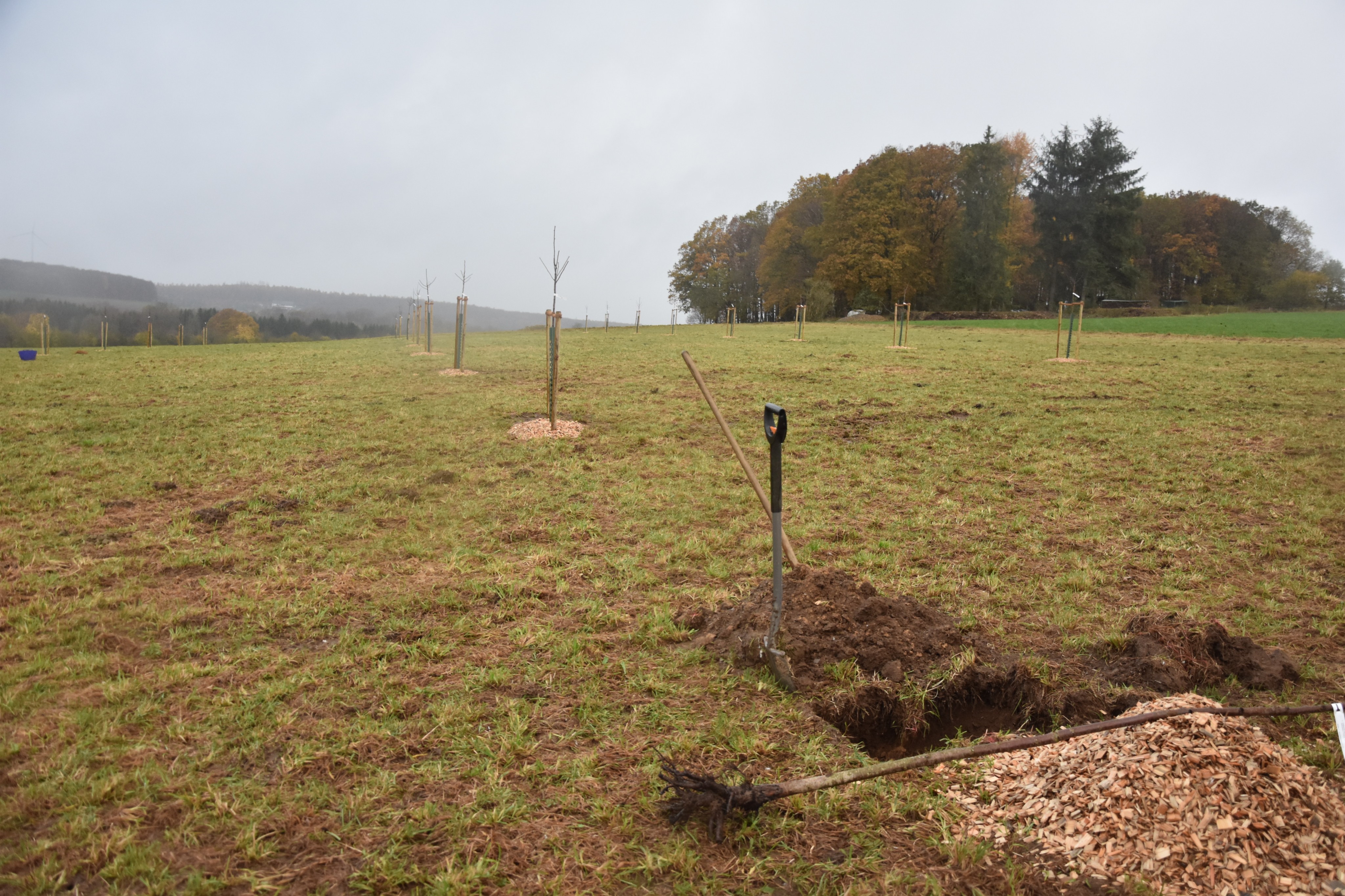 30 sorgfältig ausgesuchte Bio-Obstbäume wurden vom Bauhof auf eine Fläche in Hünsborn gepflanzt. von privat