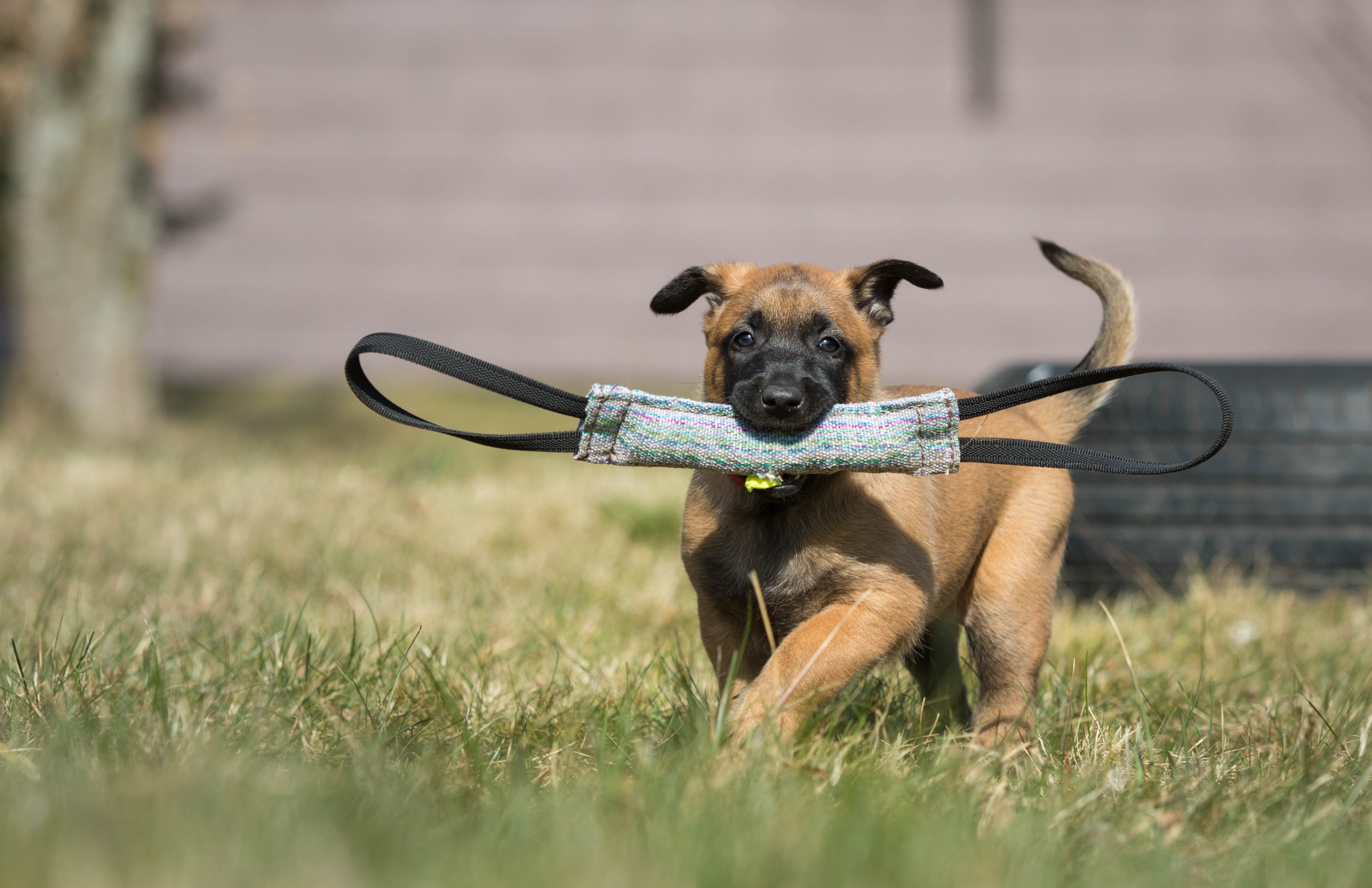 Der beliebte Jahreskalender der Schule für Diensthundewesen der Bundeswehr ist ab sofort wieder in Attendorn erhältlich. von Wey