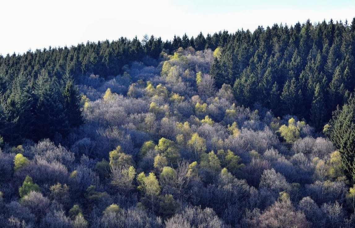 Am Samstagmorgen ist wieder Frost möglich. von Rico Schöttes