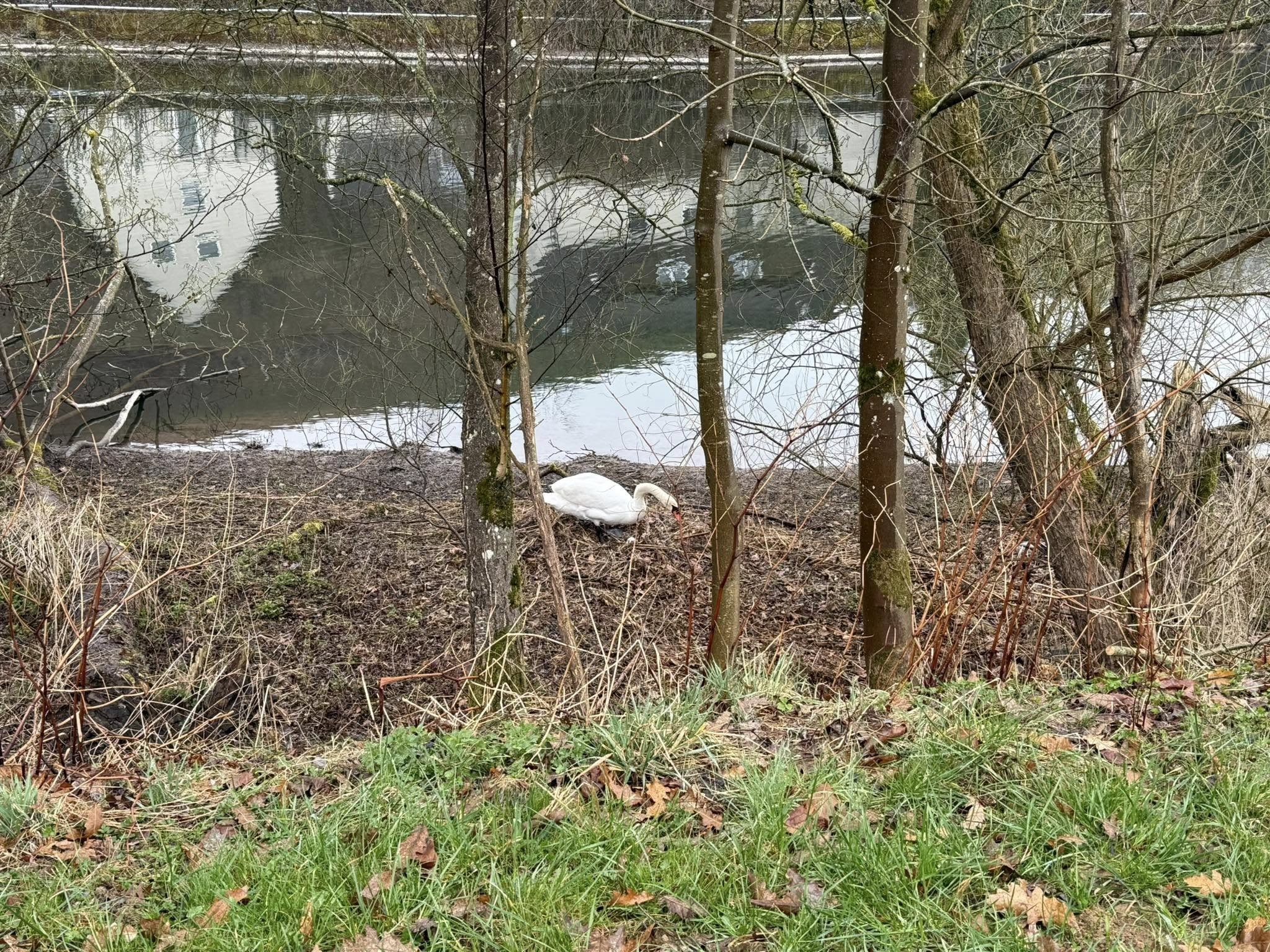 Am Lenneufer nistet wieder ein Schwanenpaar. Durch einige Vorfälle in der Vergangenheit, macht sich bei Finnentropern eine große Sorge um die Tiere und deren Brut breit. von Tobias Borisic