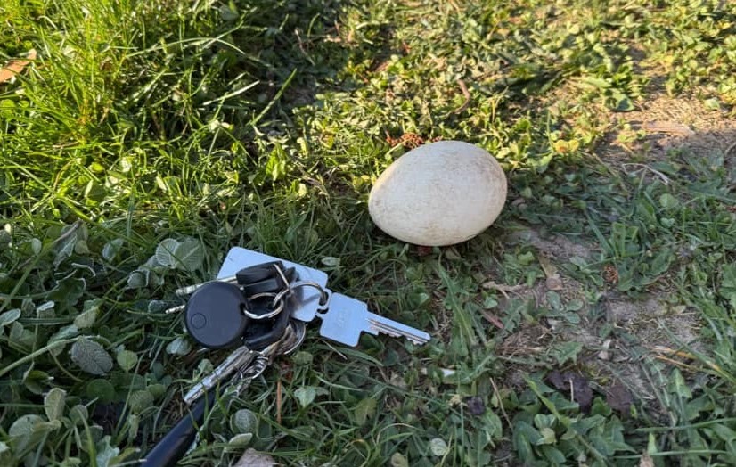 Der Vergleich mit Schlüssel zeigt, dass das im Lennepark gefundene Ei größer ist als ein Hühnerei. Deshalb handelt es sich höchstwahrscheinlich aus ein Ei aus dem Nest der Schwäne. von privat