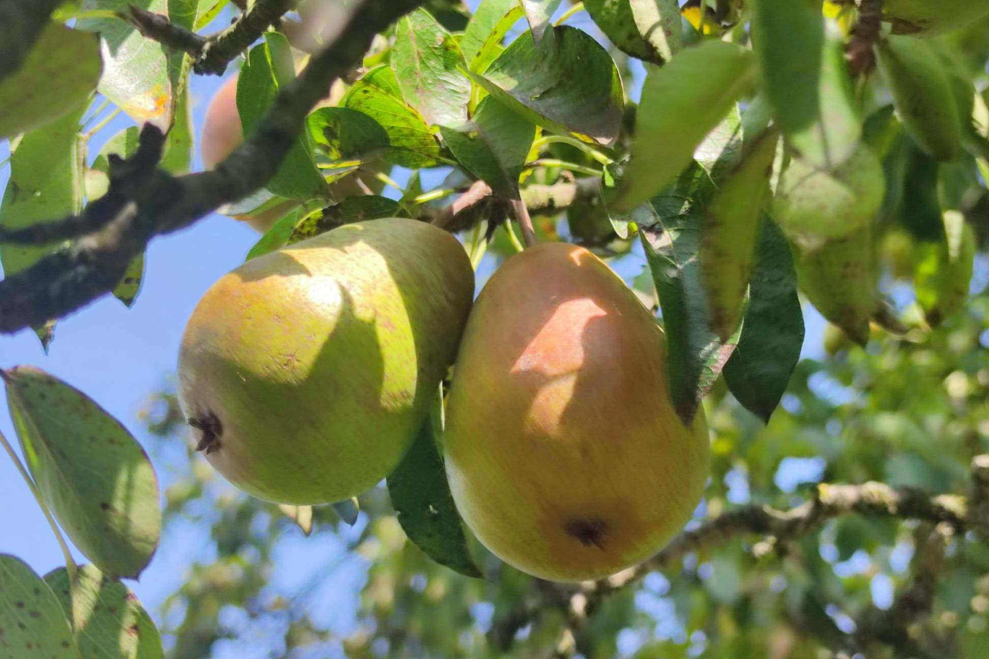 Die „Essbare LenneSchiene“ fördert Biodiversität und Umweltbildung entlang der Lenneroute durch die Pflanzung regionaler Obstbäume mit Infotafeln und Patenschaften. von privat