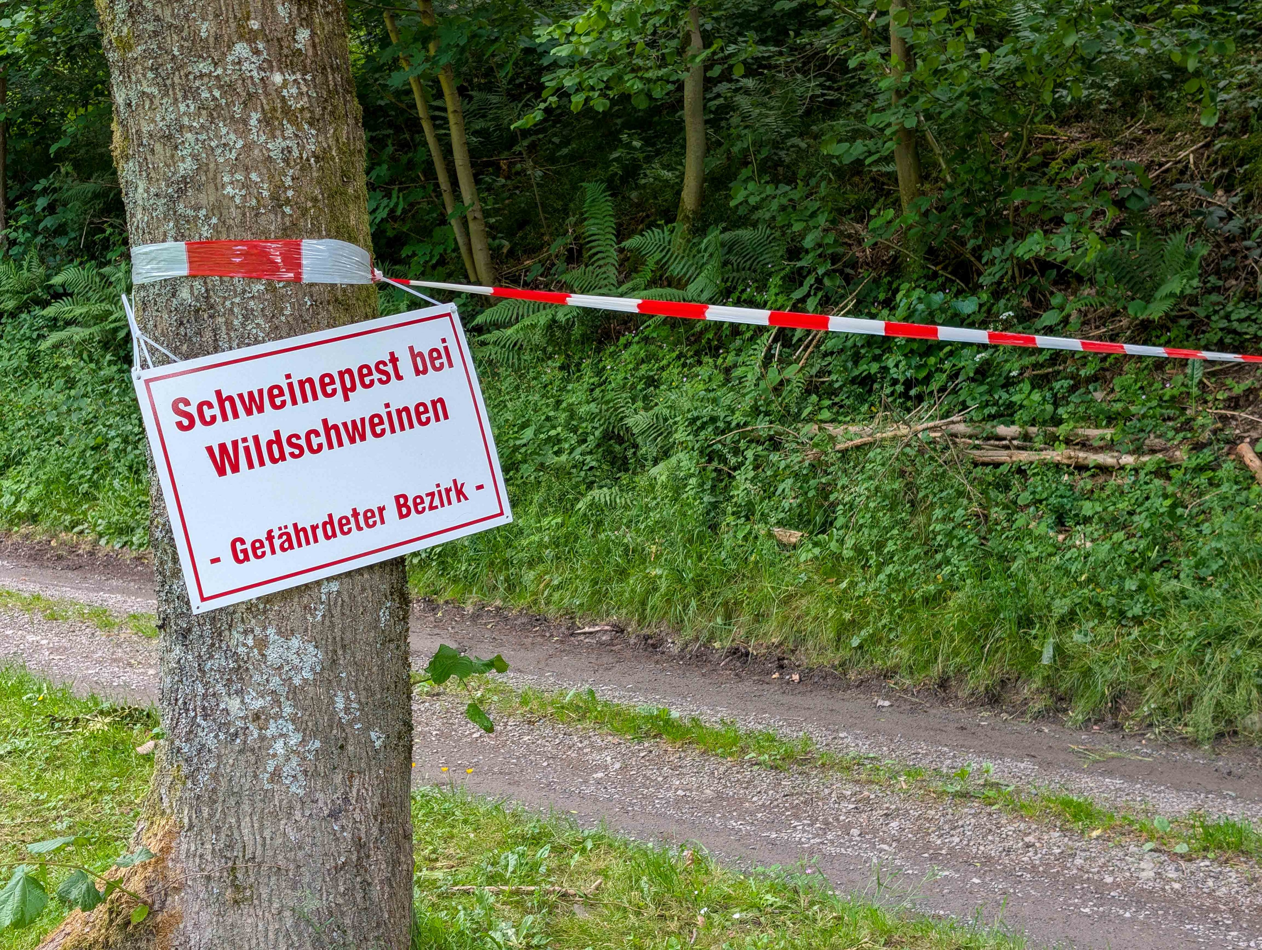 NRW-weit ist erstmals die Schweinepest aufgetreten. Experten wiesen sie bei in der Gemeinde Kirchhundem gefundenen toten Wildschweinen nach. von Nils Dinkel