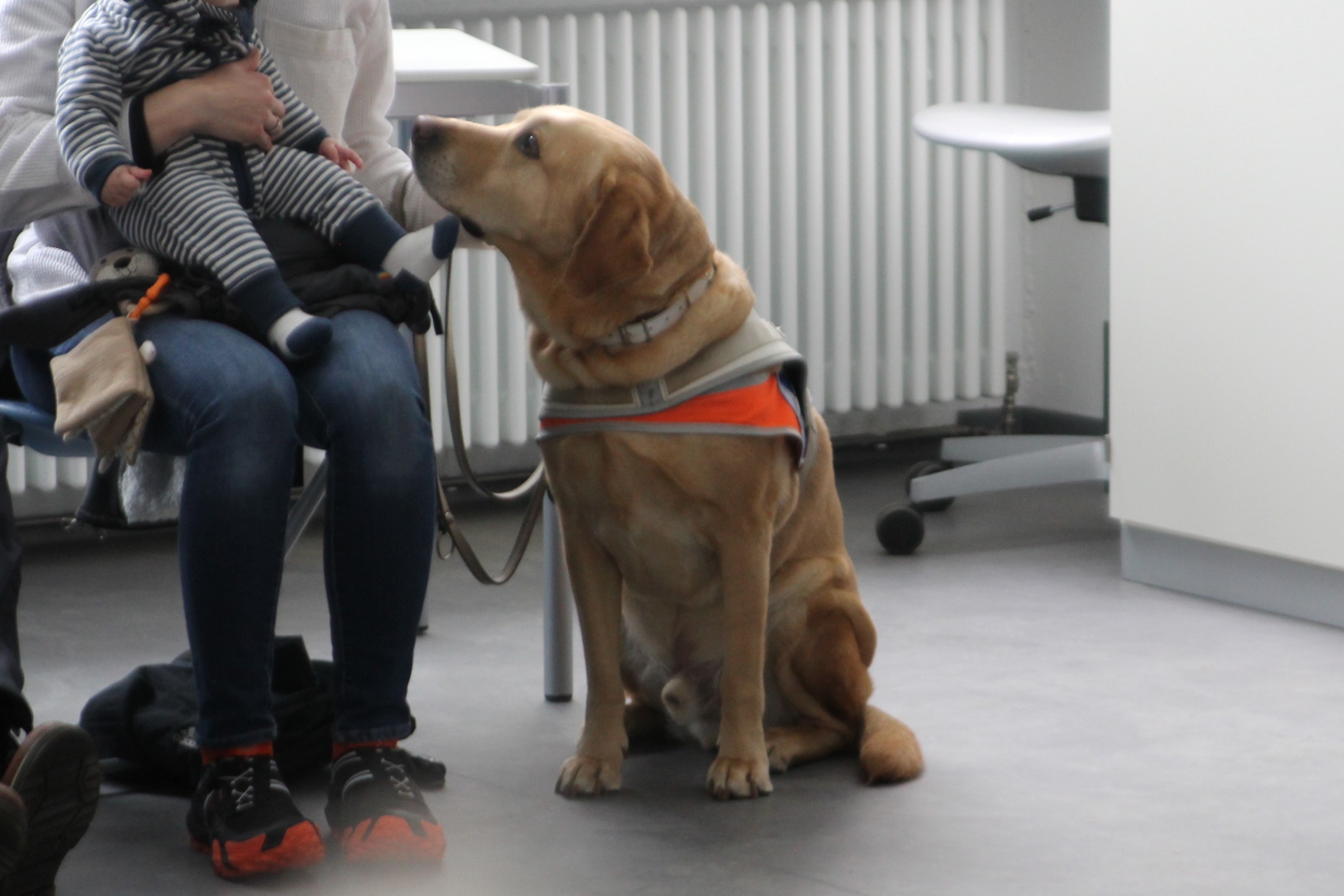 Ein treuer Begleiter: der Blindenhund von Vivian Hösch. von Lorena Klein