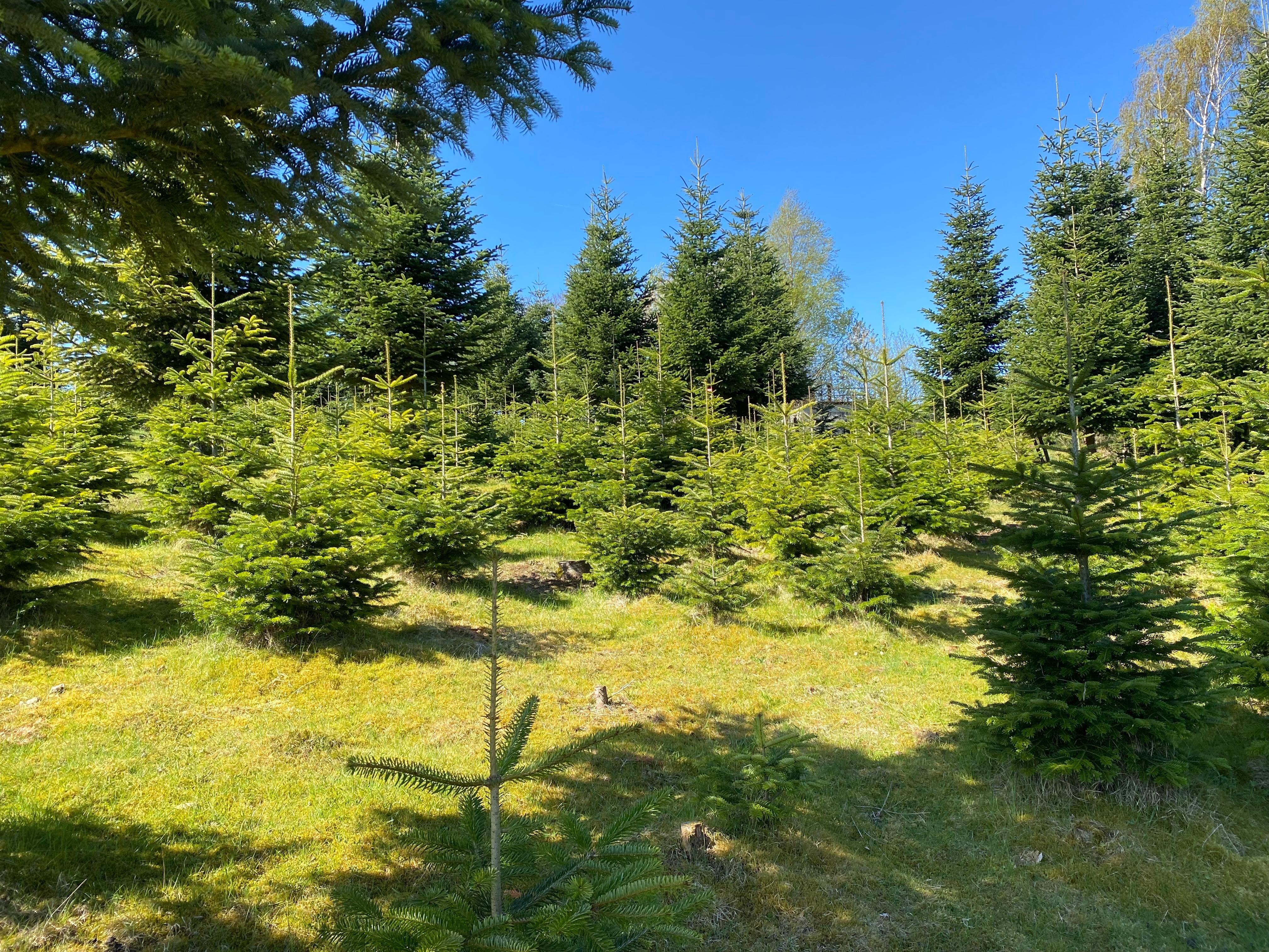 Seit dem 9. April war der kleine Ort Scheiderwald mehrmals von Wolfsrissen betroffen. Mehr als 20 tote Schafe wurden in den Weihnachtsbaumkulturen gefunden. von Lorena Klein