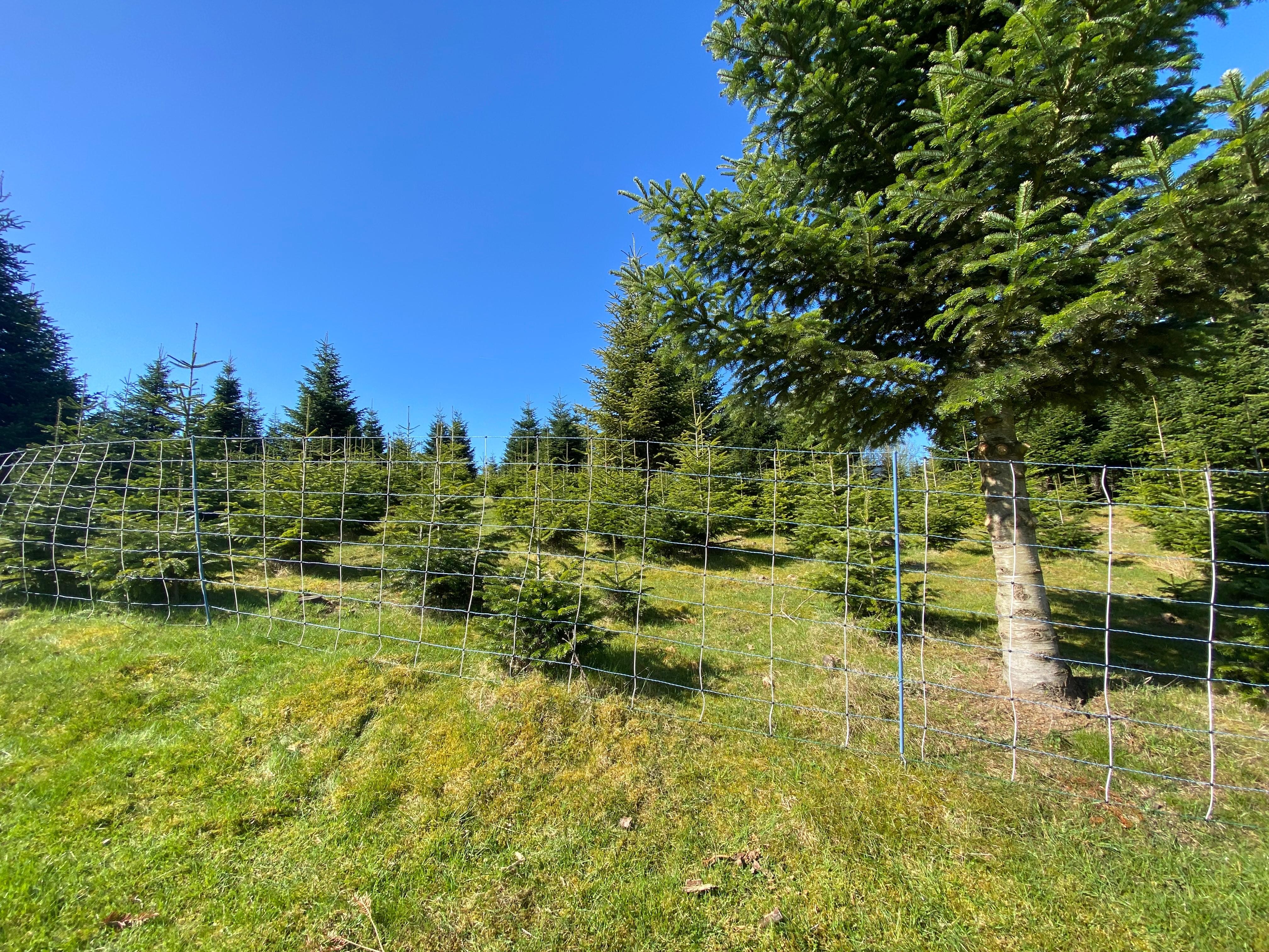 Seit dem 9. April war der kleine Ort Scheiderwald mehrmals von Wolfsrissen betroffen. Mehr als 20 tote Schafe wurden in den Weihnachtsbaumkulturen gefunden. von Lorena Klein