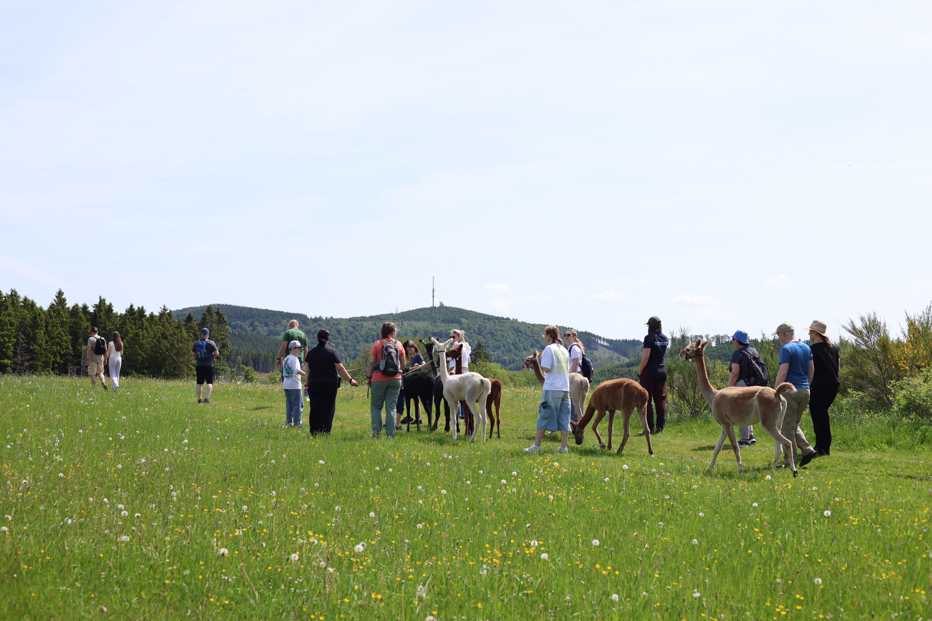 Eine Alpaka-Wanderung fand im Rahmen der Aktion „Naturparke24 – das lange Wochenende der Naturparke in Nordrhein-Westfalen“ statt. von Krampe