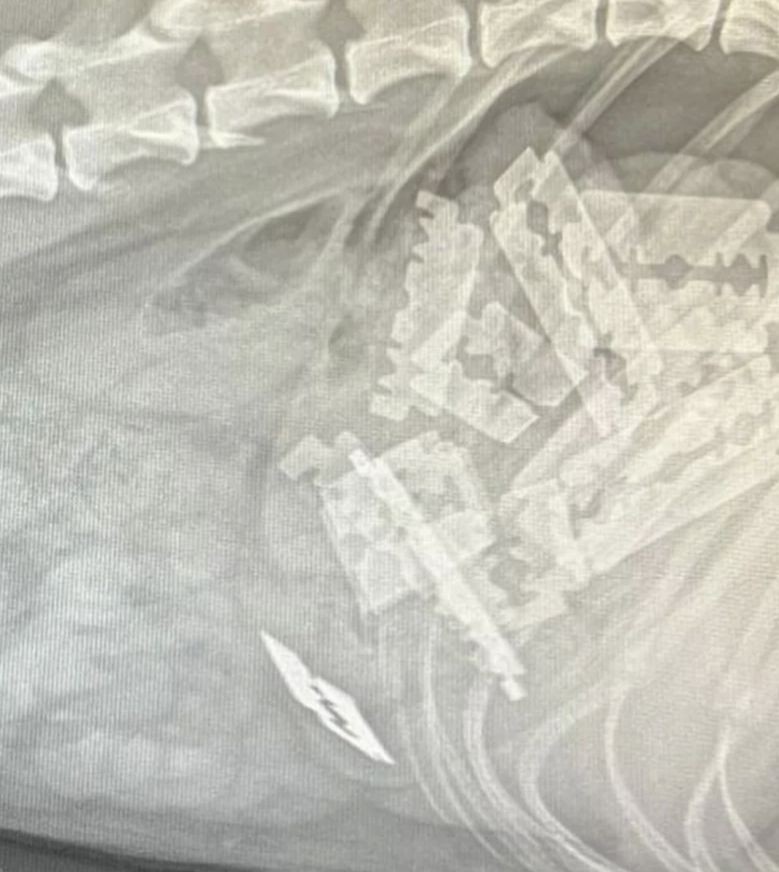 Auf einem Röntgenbild sind zahlreiche Rasierklingen zu sehen, die ein Hund geschluckt hat. von Polizei MK