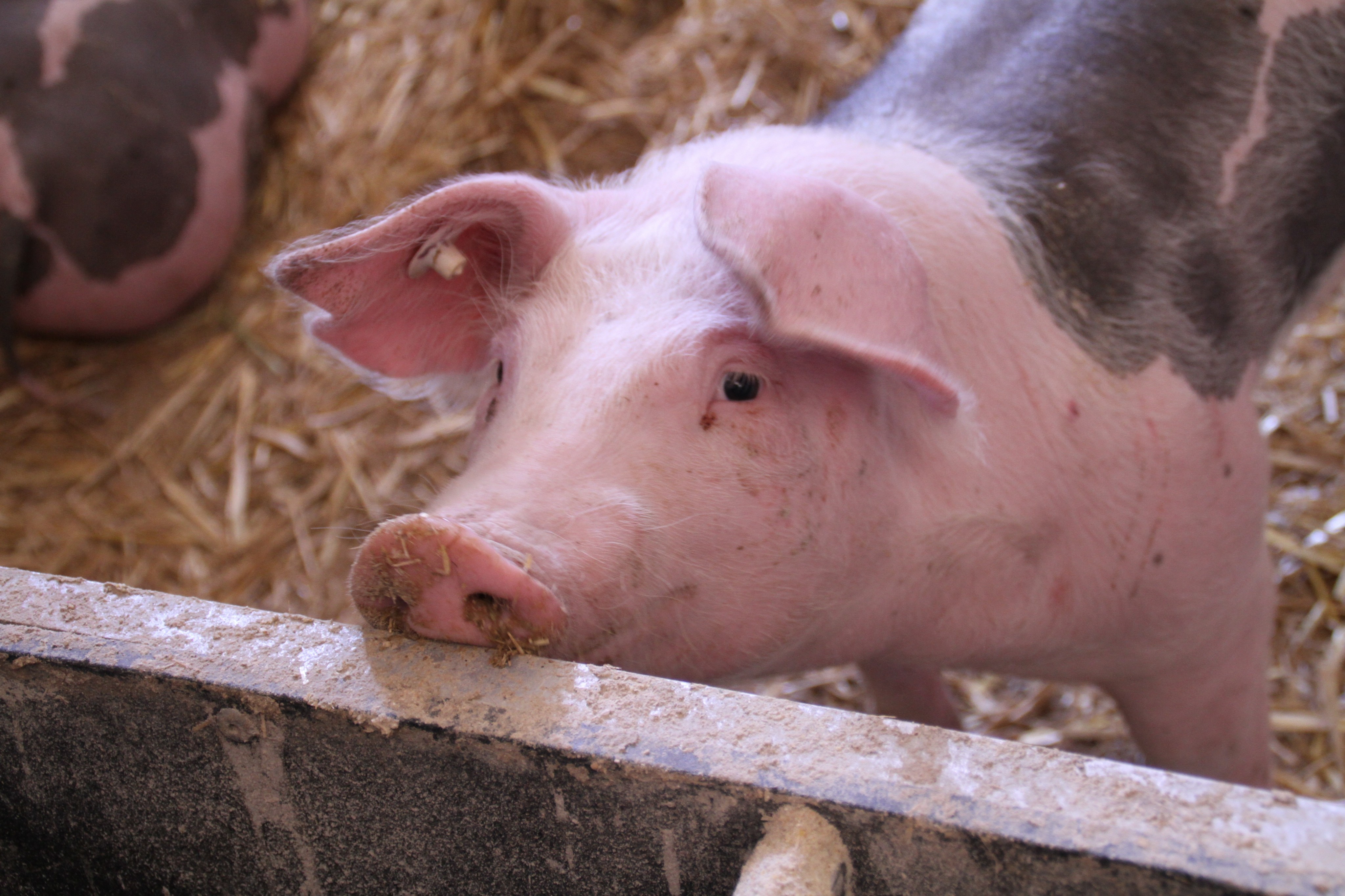 Die heimischen Landwirte ergreifen verschiedene Maßnahmen um ihre Nutztiere vor der Hitze schützen. von Pixabay.com