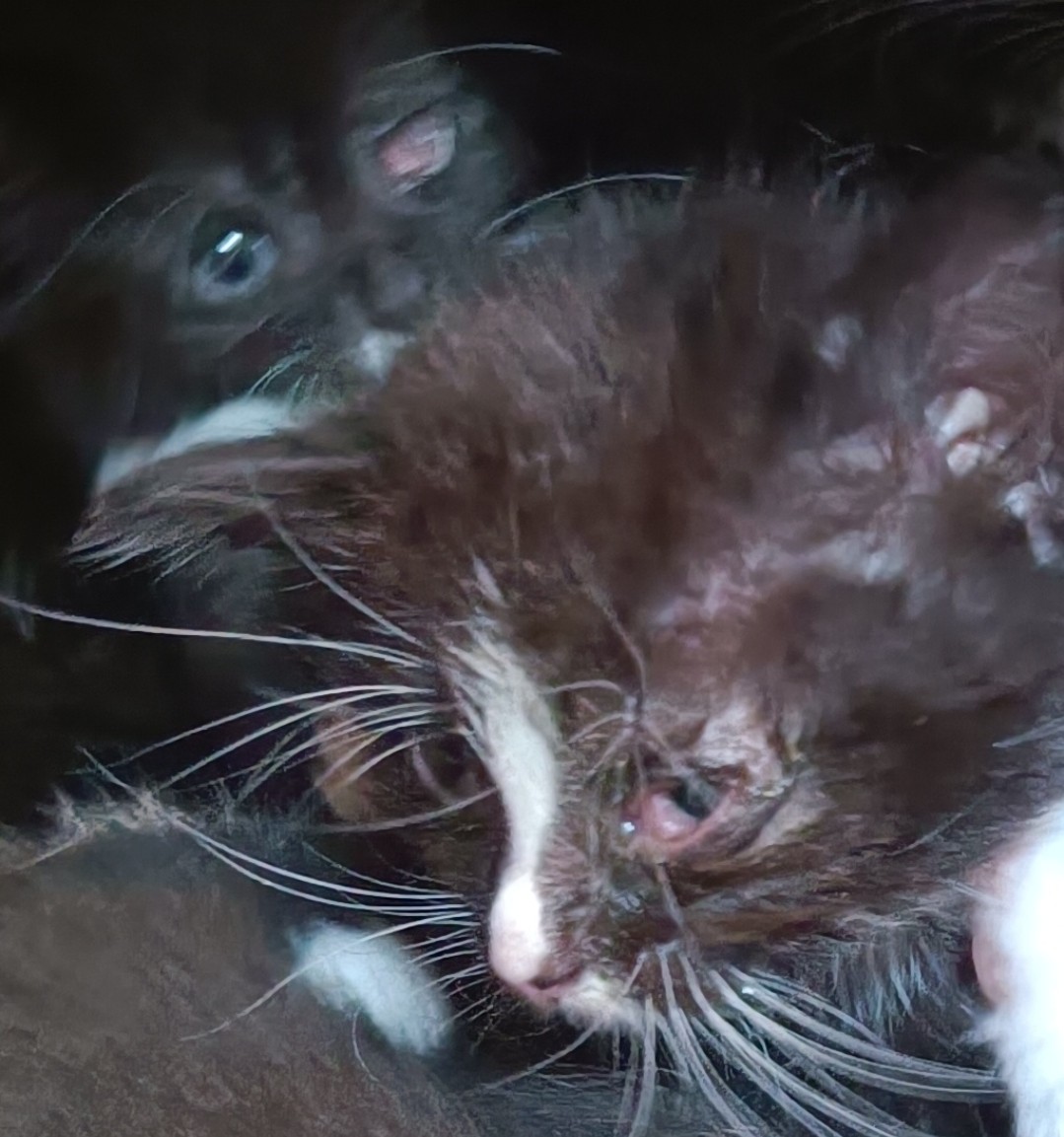 Erkrankte Katzen von privat