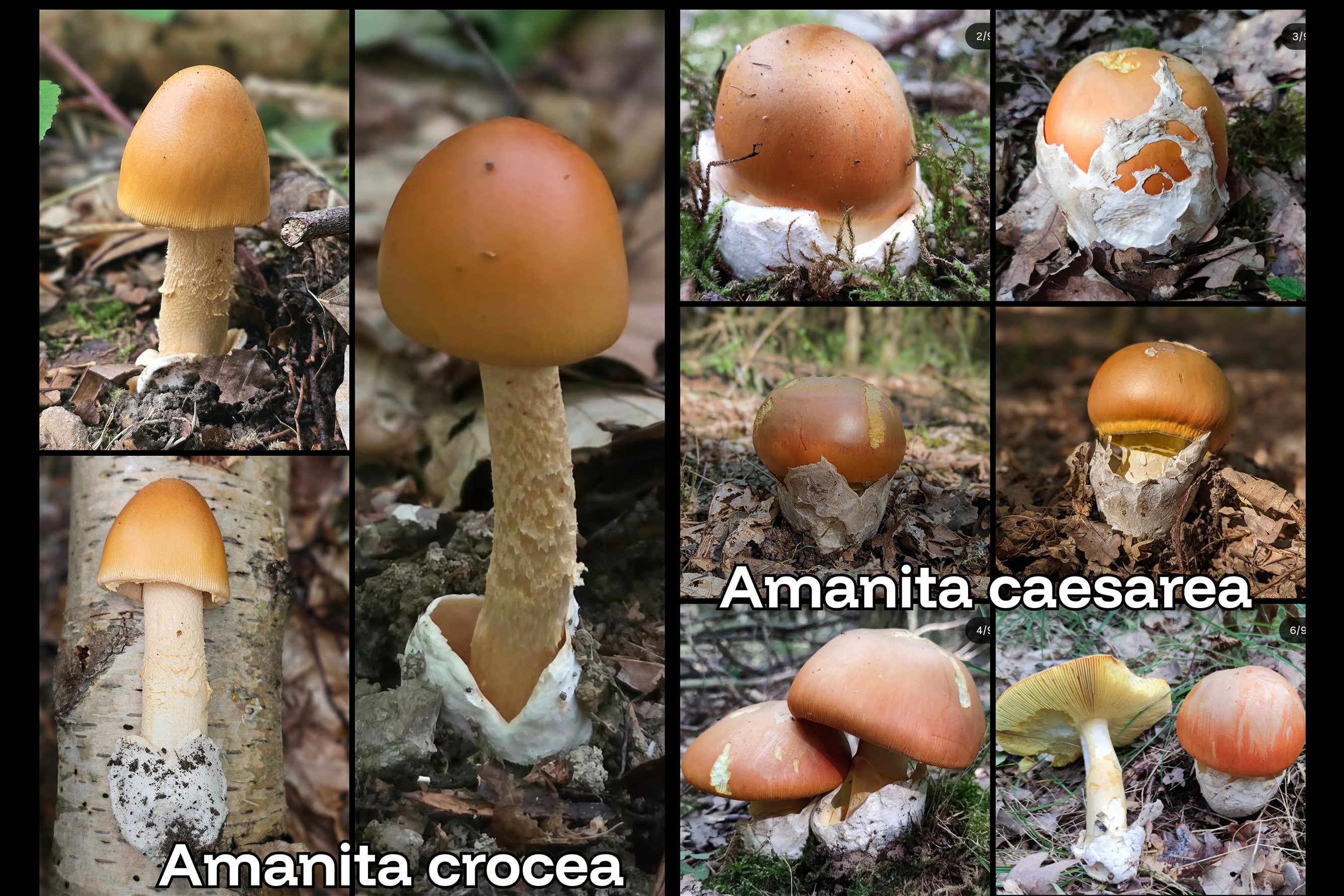 Im Vergleich: Links der Orangegelber Scheidenstreifling (Amanita crocea), rechts der Kaiserling (Amanita caesarea). von privat